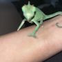 Photo of Carol's Critters