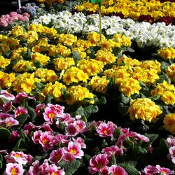 Stanze Gartencenter - Primeln