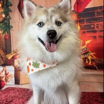 QQ Pets Grooming - Pet Groomers Near Me - New York, New York QQ Pets Grooming - Pet Groomers Near Me - New York, New York