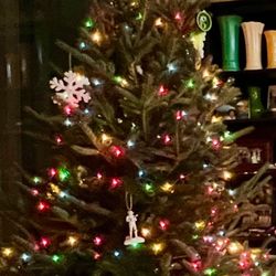 Fish River Christmas Trees - Fir tree