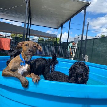 Fit & Go Pets - Dog Walkers Near Me - Miami, Florida Fit & Go Pets - Dog Walkers Near Me - Miami, Florida
