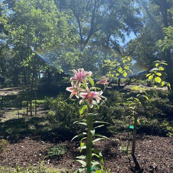 Jensen Botanical Gardens - Lilies! - Botanical Gardens Near Me - Carmichael, California