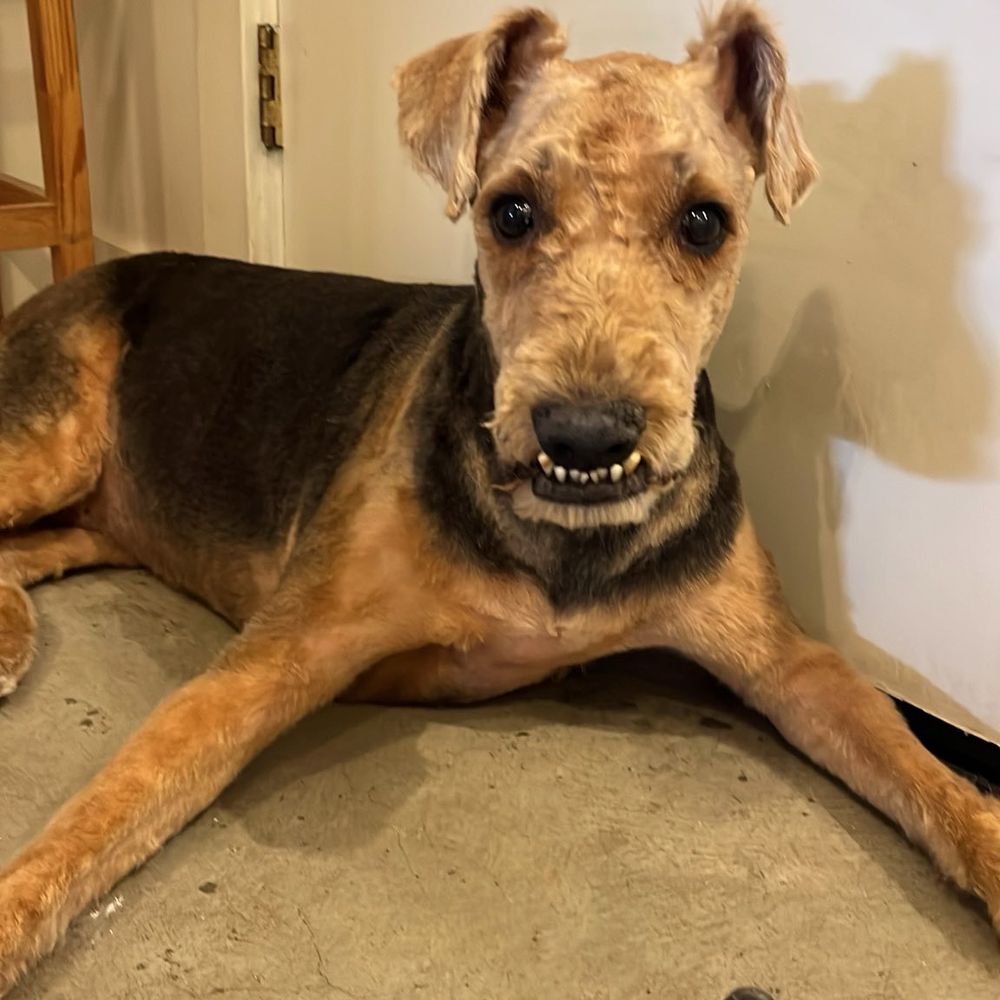 TOP 10 BEST Boston Terrier Rescue in San Francisco, CA - Updated