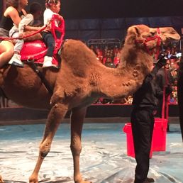 Universe soul camel Universe soul camel