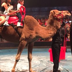 Universe Soul Circus - Universe soul camel