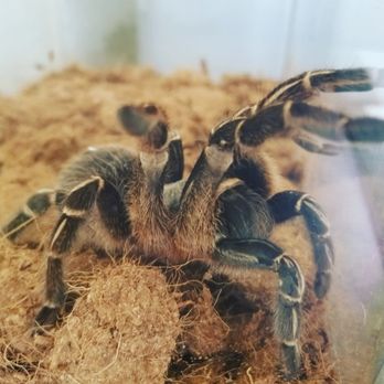 Pro Defense Pest Control - Meet our newest officemate. You can meet our Striped Knee Tarantula at the San Antonio Home And Garden Show! - Pest Control Near Me - Balcones Heights, Texas Pro Defense Pest Control - Meet our newest officemate. You can meet our Striped Knee Tarantula at the San Antonio Home And Garden Show! - Pest Control Near Me - Balcones Heights, Texas