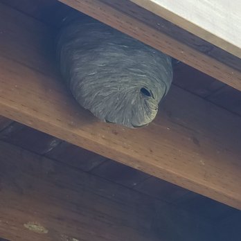 Monster Pest Control - Wasp and yellowjacket removal - Pest Control Near Me Monster Pest Control - Wasp and yellowjacket removal - Pest Control Near Me
