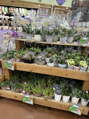 Trader Joe's by null