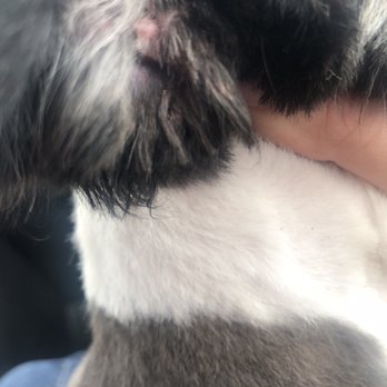 Petco - My dogs ear cut - Pet Training Near Me - Greece, New York