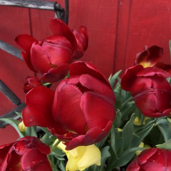 Stop N Go Espresso - a bunch of red tulips - Coffee & Tea Near Me - Mount Vernon, Washington