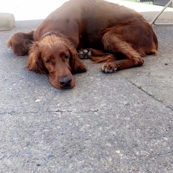 Airlie Winery - Pup - Wineries Near Me - Monmouth, Oregon