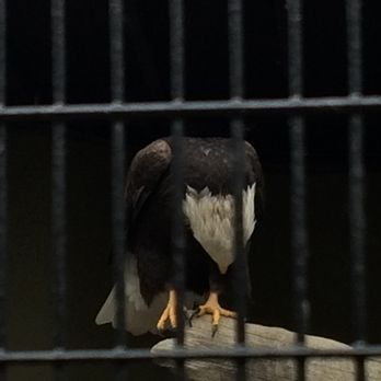 Trailside Museums & Zoo - Bald Eagle - Zoos Near Me - Bear Mountain, New York