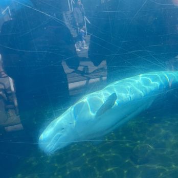 Mystic Aquarium - Aquariums Near Me - Mystic, Connecticut Mystic Aquarium - Aquariums Near Me - Mystic, Connecticut