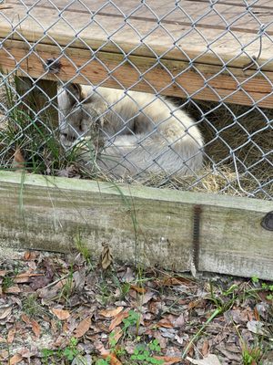 The Catty Shack Ranch Wildlife Sanctuary by null