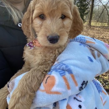 Matkovich Family Pups - Nala 8 weeks old goldendoodle puppy - Pets Near Me - Wadsworth, Illinois Matkovich Family Pups - Nala 8 weeks old goldendoodle puppy - Pets Near Me - Wadsworth, Illinois
