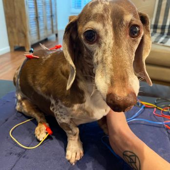 Acupuncture For Pets in AZ - Luke's 1st acupuncture session with Dr. Massicotte! - Veterinarians Near Me Acupuncture For Pets in AZ - Luke's 1st acupuncture session with Dr. Massicotte! - Veterinarians Near Me