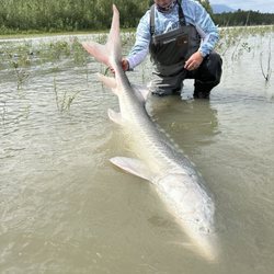 Yves Bisson Sturgeon