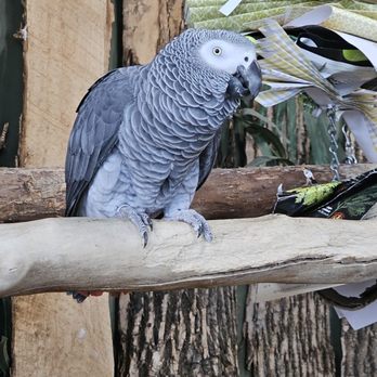Bird Kingdom - Zoos Near Me - Niagara Falls, Ontario Bird Kingdom - Zoos Near Me - Niagara Falls, Ontario
