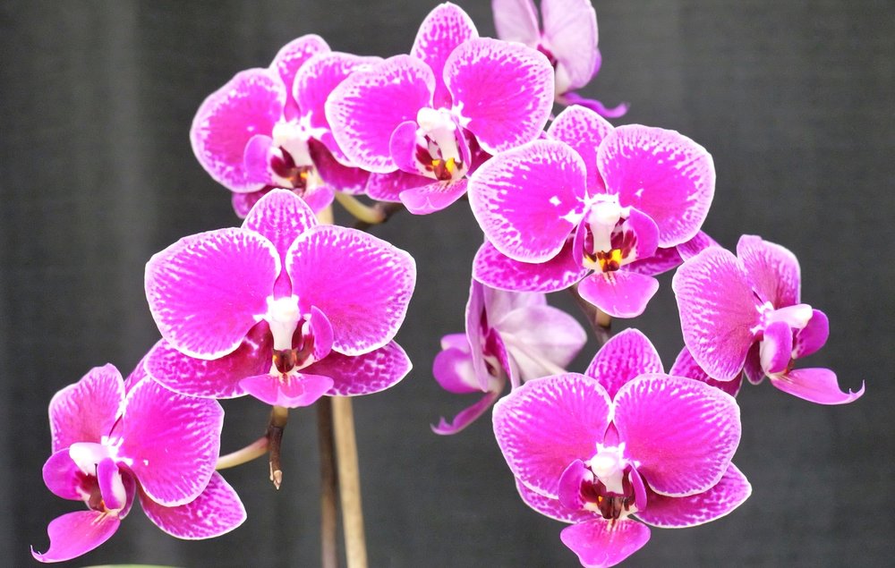 LITTLE BROOK ORCHIDS Updated September 2024 24 Photos 25 Rider