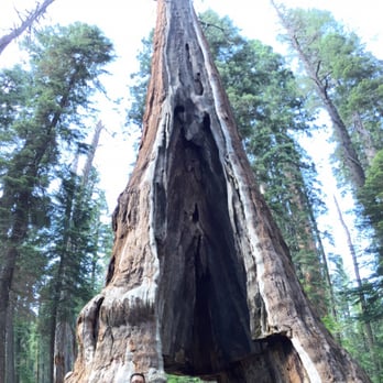 Calaveras Big Trees State Park - Parks Near Me - Arnold, California Calaveras Big Trees State Park - Parks Near Me - Arnold, California