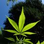 Cannabis Cards Carol Cannabis Consulting