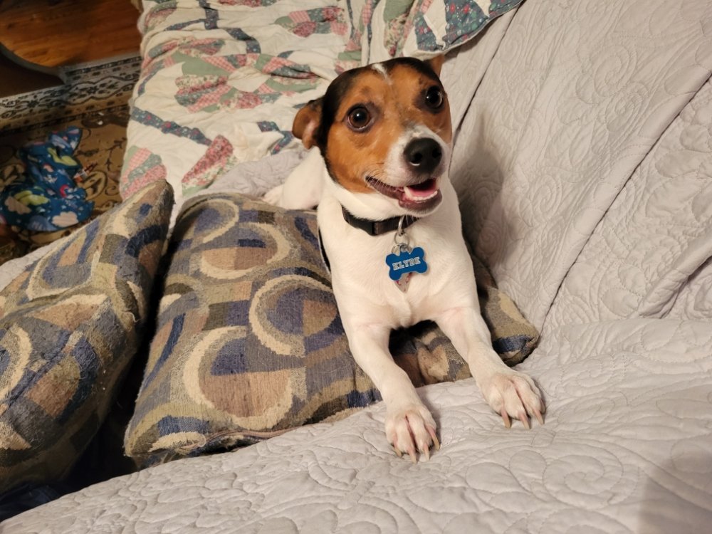 CRITTER CAPTURE WILD PEST REMOVAL Request a Quote 14 Photos