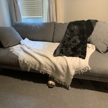 Easy Company Moving - Couch delivery Ft happy cat - Movers Near Me - Seattle, Washington Easy Company Moving - Couch delivery Ft happy cat - Movers Near Me - Seattle, Washington