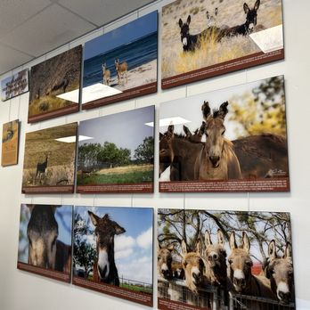 Donkey History Museum - Museums Near Me - Mesquite, Nevada Donkey History Museum - Museums Near Me - Mesquite, Nevada