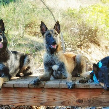 Kandid K9 - Pet Training Near Me