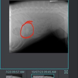 Coyne Veterinary Center - St. John - First Xray
