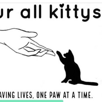 Fur all kittys - Pet Adoption Near Me - West Mifflin, Pennsylvania Fur all kittys - Pet Adoption Near Me - West Mifflin, Pennsylvania