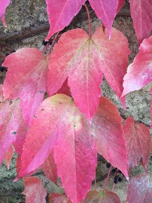 Château de la Bourdaisière by null