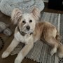 Photo of Lesh's Dog Grooming