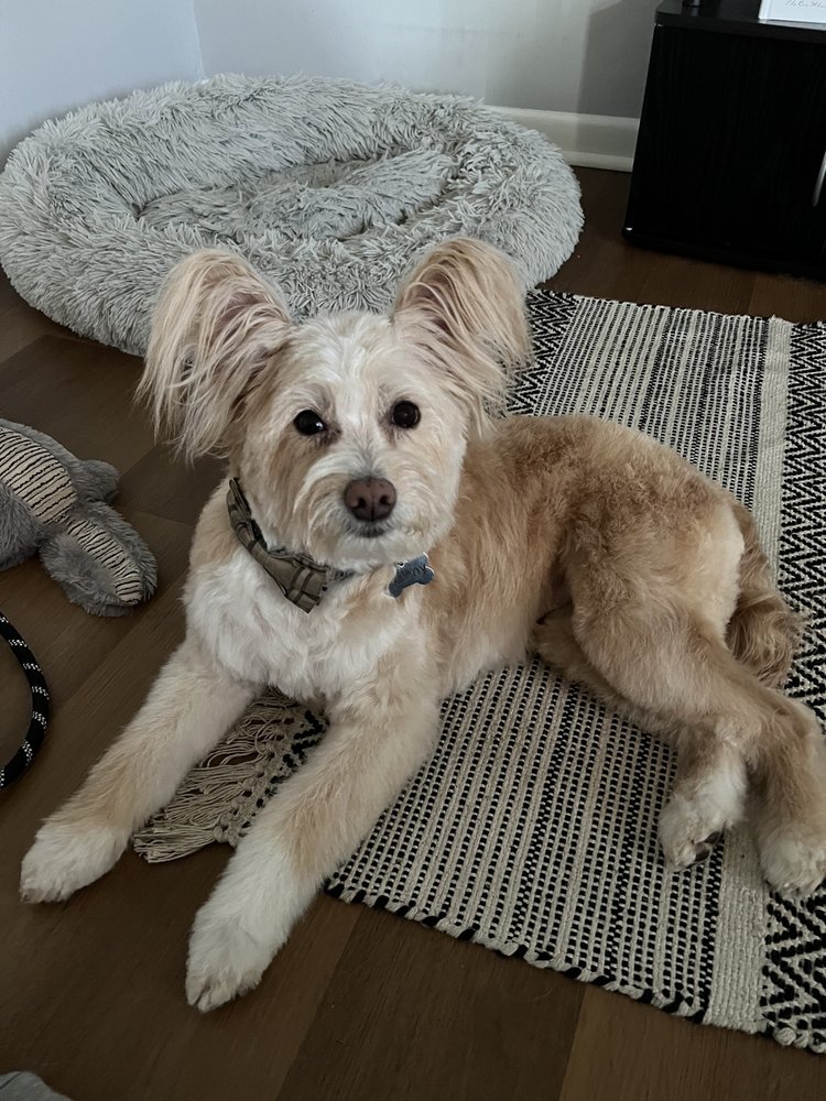 LESH’S DOG GROOMING Updated August 2024 4611 Central Ave Pike, Knoxville, Tennessee Pet