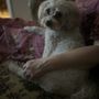 Photo of Wag Love Pets