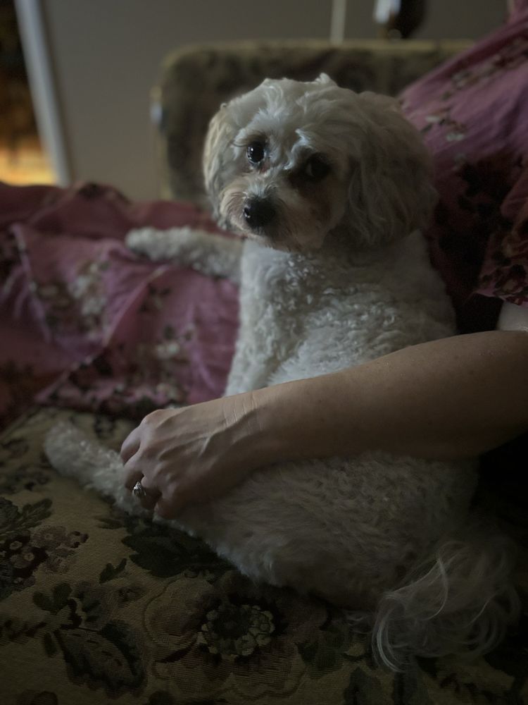 Wag Love Pets Image