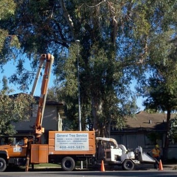 General Tree Service - Landscaping Near Me - San Jose, California General Tree Service - Landscaping Near Me - San Jose, California