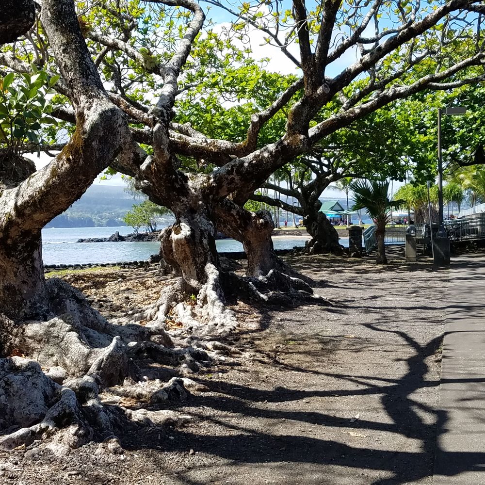 Coconut Island - large tree lined entrance - Parks Near Me - Hilo, Hawaii Coconut Island - large tree lined entrance - Parks Near Me - Hilo, Hawaii