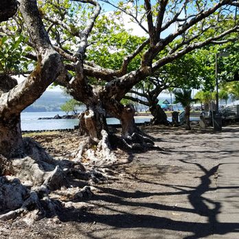 Coconut Island - large tree lined entrance - Parks Near Me - Hilo, Hawaii Coconut Island - large tree lined entrance - Parks Near Me - Hilo, Hawaii
