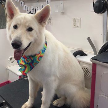 Dirty Dog Solutions - Zero - Pet Groomers Near Me