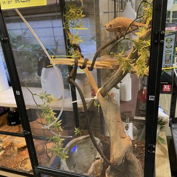 Aquatics Galore - Newer healthy female chameleon with no biologically appropriate access to water as well as so foliage coverage - Pet Stores Near Me - Fairborn, Ohio