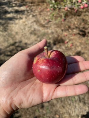Bells Orchard by null
