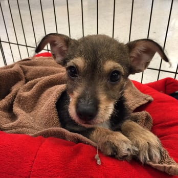 PetSmart - Pet Training Near Me - Longmont, Colorado PetSmart - Pet Training Near Me - Longmont, Colorado