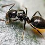 Photo of Pest King