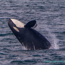 Sea Goddess Whale Watching - Breaching killer whale (Orca) on the Monterey Bay.