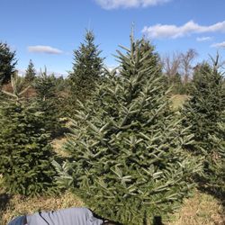 Beck's Christmas Trees