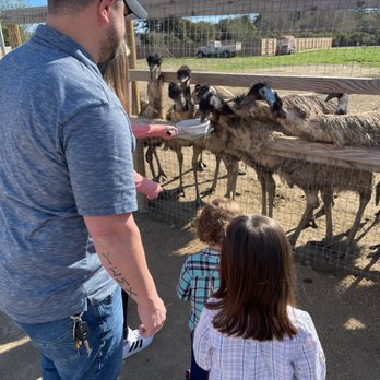 Ostrichland USA - Feeding ostriches - Attraction Farms Near Me - Solvang, California