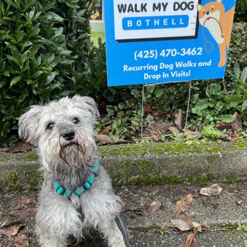 Walk My Dog Bothell - The one and only... Grady! - Dog Walkers Near Me - Bothell, Washington Walk My Dog Bothell - The one and only... Grady! - Dog Walkers Near Me - Bothell, Washington
