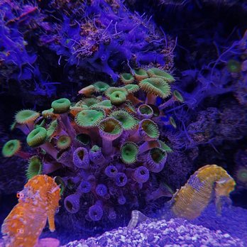 Downtown Aquarium - Museums Near Me - Denver, Colorado Downtown Aquarium - Museums Near Me - Denver, Colorado