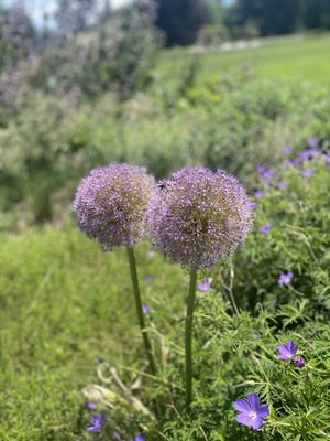 Conservatoire et Jardin botaniques de Genève by null